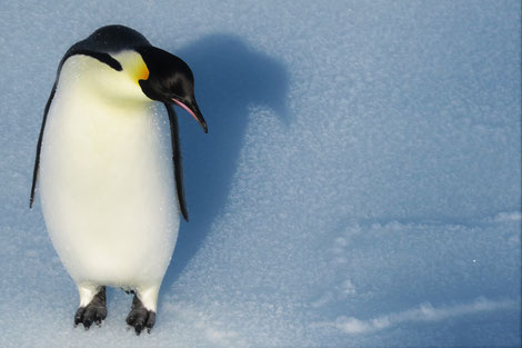 Kaiserpinguin am McMurdo Sound