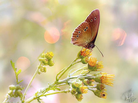 Schmetterling