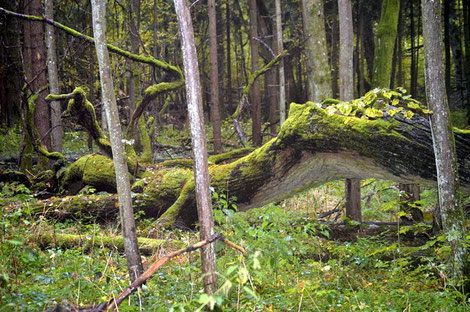 Urwald Bielowieza