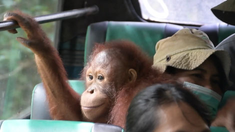 Orang Utan