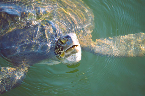 Carettschildkröte