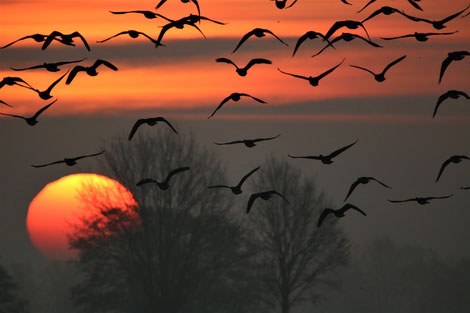 Sonnenuntergang mit Gänsen