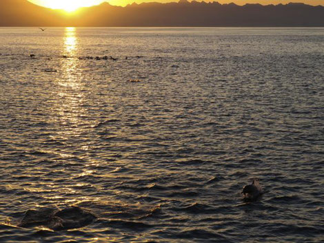 Großer Tümmler im Sonnenuntergang