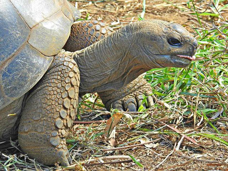 Aldabra Riesenschildkröte