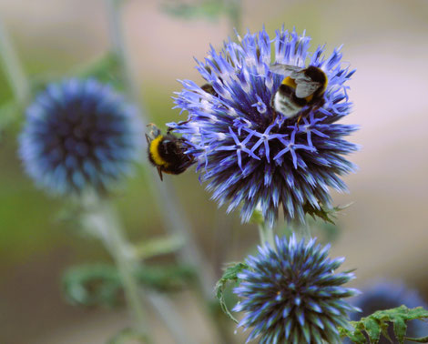 Hummel auf Kugeldiestel