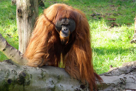 Orang Utan