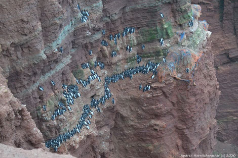 Von Gary Bembridge from London, UK - Guillemots on Bear Island Svalbard Arctic, CC BY 2.0, https://commons.wikimedia.org/w/index.php?curid=42073804