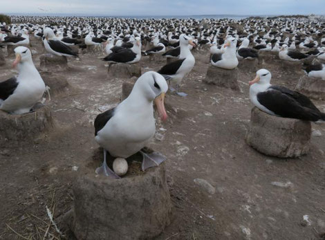 Schwarzbrauenalbatros