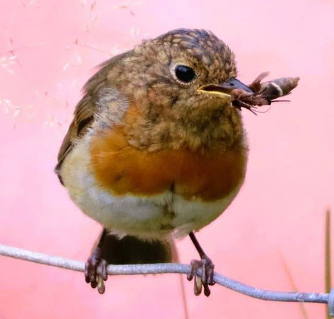 Rotkehlchen