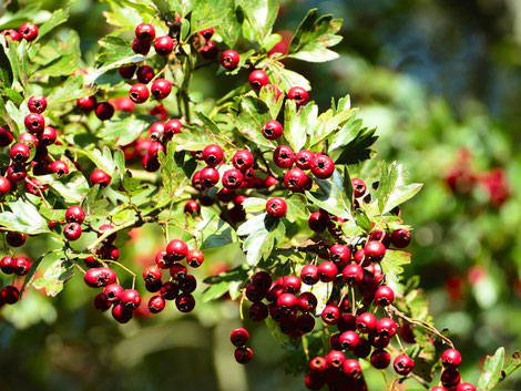 Weißdornbeeren