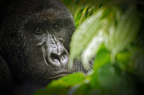 Berggorilla im Virunga Nationalpark