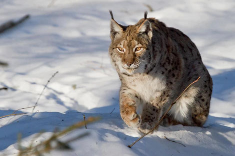 Luchs