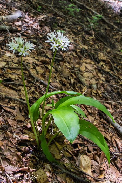 Aglio orsino (Allium ursinum L.)