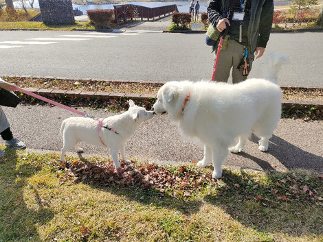 犬と泊まれる宿,グレートピレニーズ,保護犬と旅,羽鳥湖,白河高原,那須高原