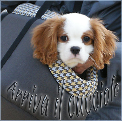 Cucciolo cavalier King in borsa per cani