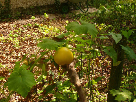 Pas énormes, les courges, mais mieux que rien...