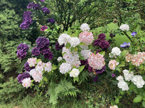 Hydrangeas macrophylla ‘Soeur Therese’ et ‘Merveille Sanguine’