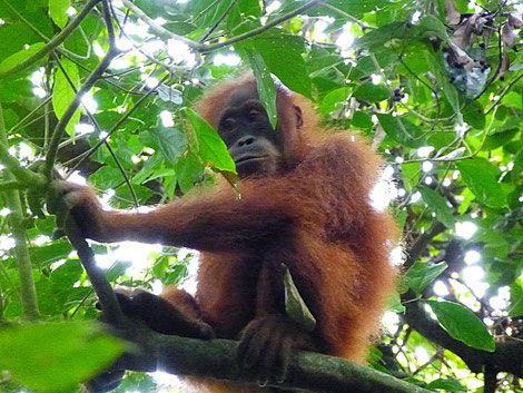 Orangutan in Bukit Lawang