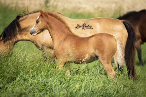 16-05-2021: Oostdijk's Ceridwen Maëlynn, filly, chestnut