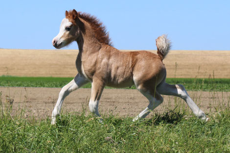 11-05-2020: Oostdijk's Ceridwen Maíar, colt, chestnut