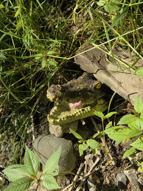 Obacht vor'm listigen Krokodil