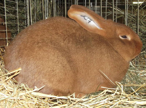 Stolzer Roter Neuseeländer von Lukas