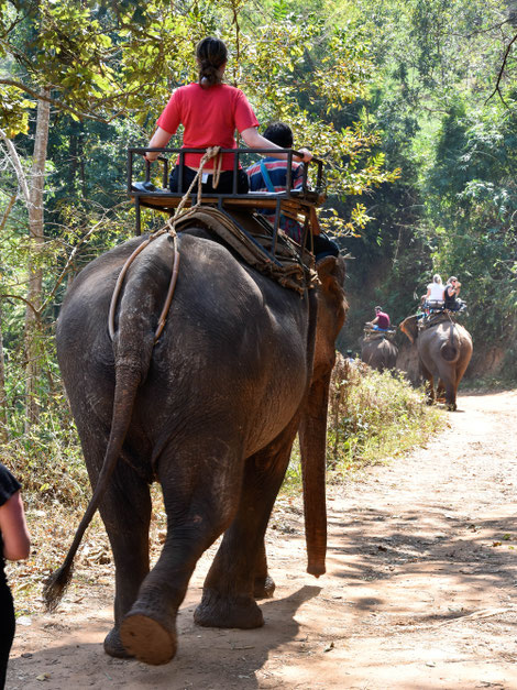 Bangkok, Thailand,Fotografie, Photography, Reise, Russelsheim am Main, Rüsselsheim, Hessen, Fotograf, Tagesbuch, Asien, Mittag, Insekten, Religion, Pristen,Chiang Mai, Blumen, Elefant