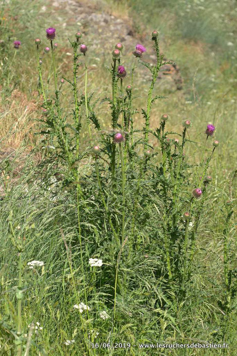 Carduus nigrescens, Cévennes