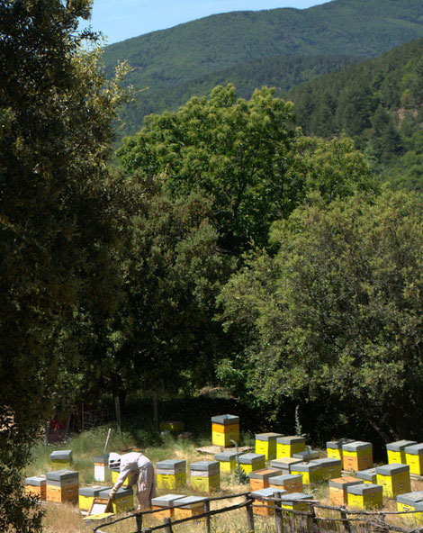 Bastien au rucher à Ventalon en Cevennes Les Ruchers de Bastien