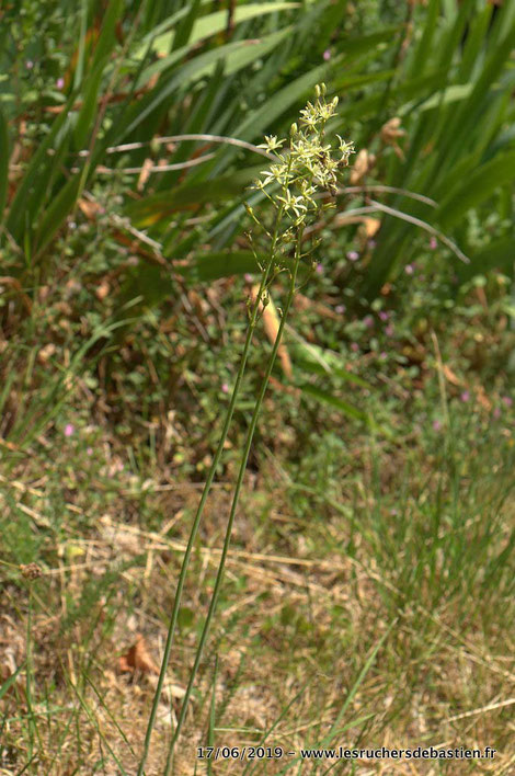 Plante fleurie de Loncomelos pyrenaicus cévennes
