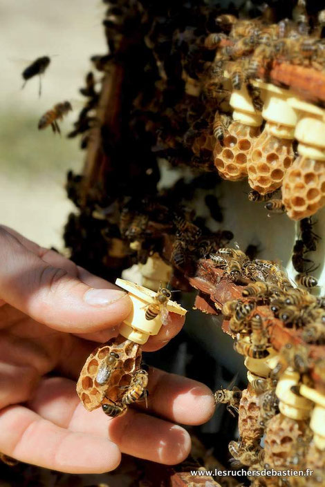 Élevage des reines d'abeilles en Piémont Cévenol