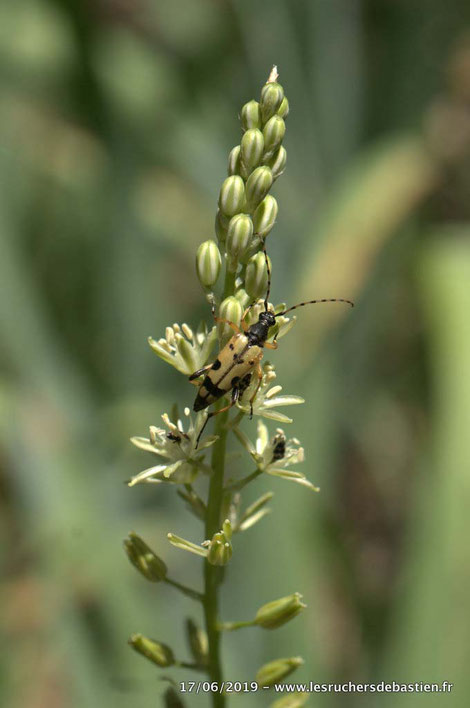 Coleoptere Rutpela maculata sur Loncomelos pyrenaicus Cévennes