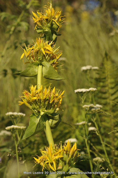 Gentiana lutea Mont-Lozere Cevennes