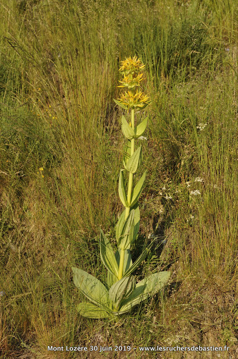 Gentiana lutea Lozere cevennes