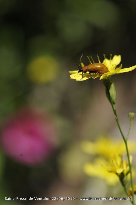 Exosoma lusitanica & Lapsana commnunis, Cévennes