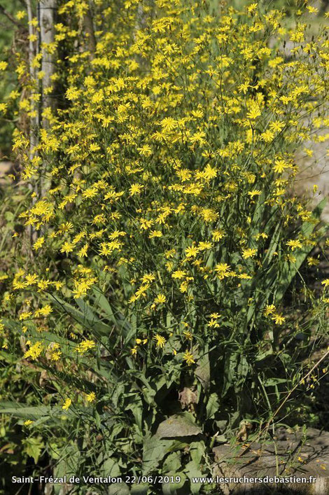 Plante Lapsana communis Cévennes Lozere