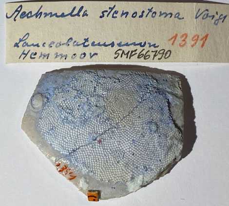 Senckenberg, Bryozoa, Bryozoen, Moostierchen, Sammlung Voigt