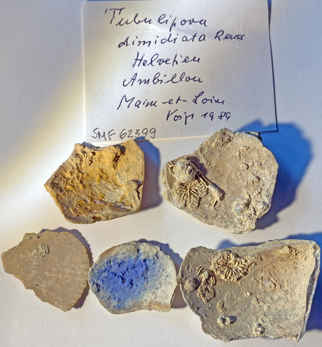 Senckenberg, Bryozoa, Bryozoen, Moostierchen, Sammlung Voigt