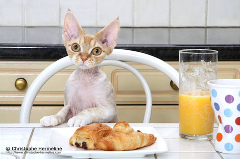 Itsi Bitsi, Devon Rex