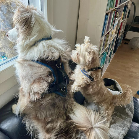 Foto ©Jenny Laschkolnig