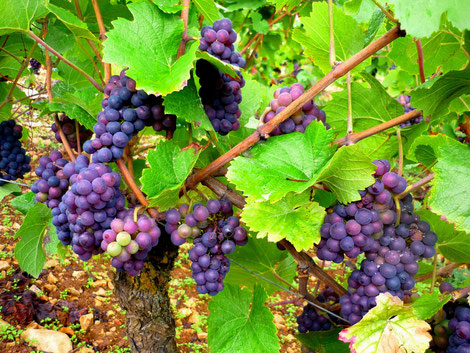 Véraison , Hautes Côtes "Pierres percées"