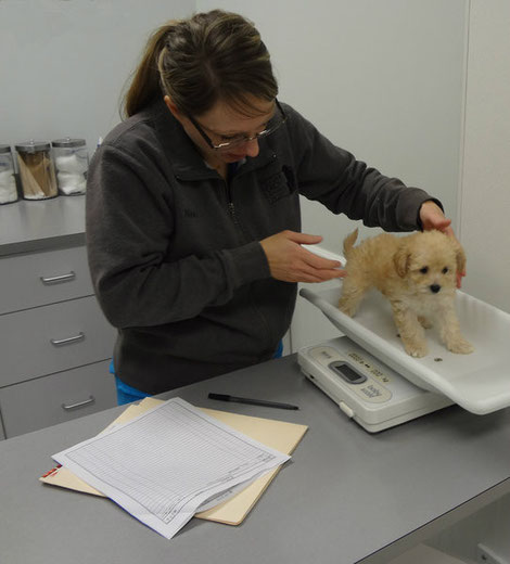 Nikki checking puppy's weight