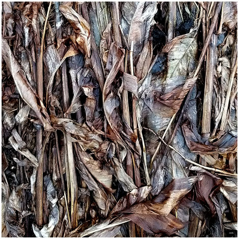 foliage and stems of Canna Indica