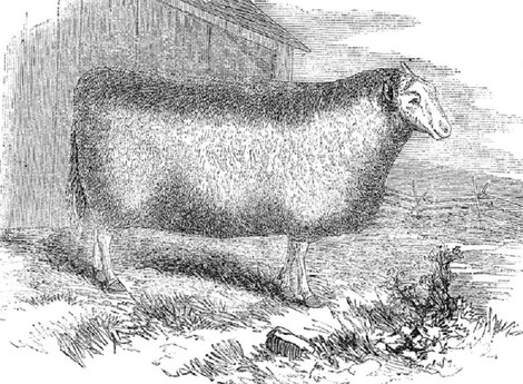 Mouton Flandrin