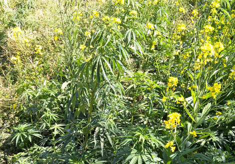 Wild Cannabis in Nepal (photo: Patrick Klapetz)