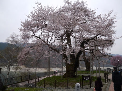 荘川桜もほぼ満開です。生命力を感じさせる大木ですね。