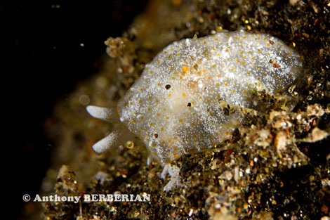 Pleurobranchus albiguttatus