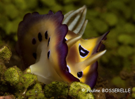 Chromodoris cf. ransoni, Moorea, 4 cm