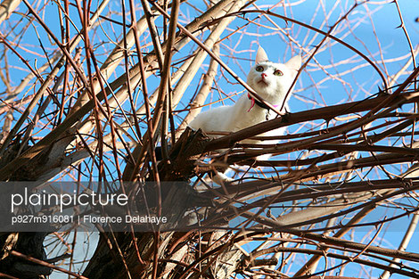 chat aux aguets
