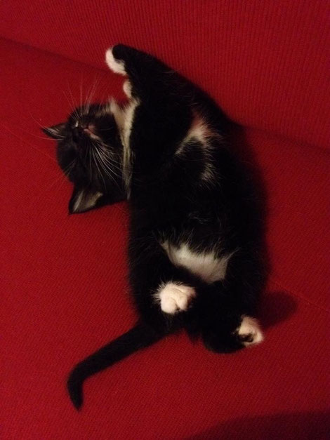 Nina adottata da Barbara